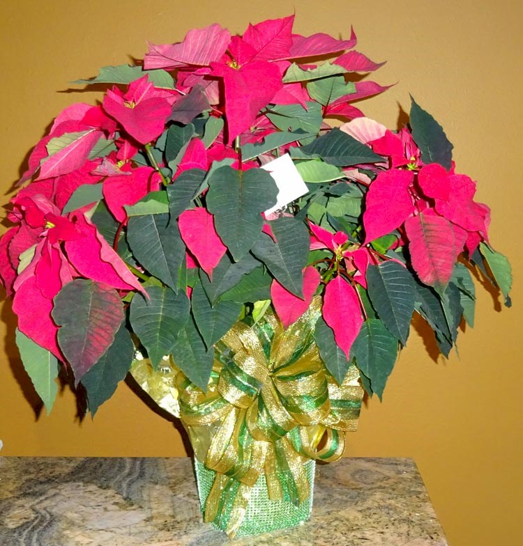 Flowers from Family