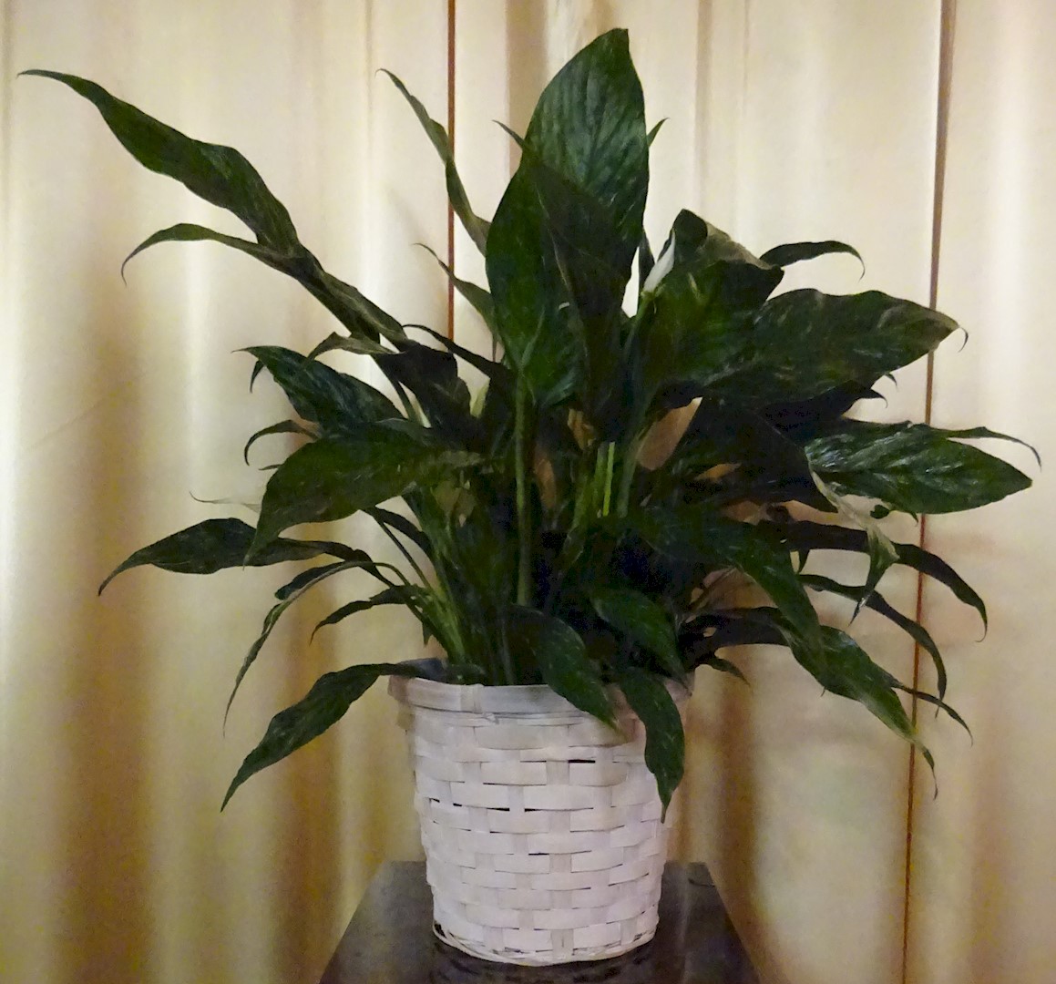 Flowers from Kadoka Nursing Home Staff, Residents, and Board