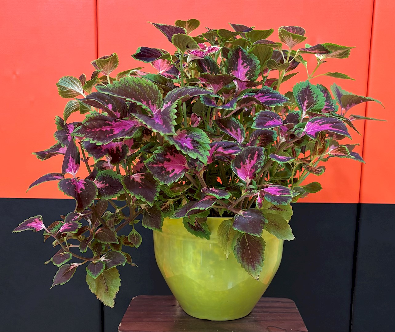 Flowers from Mike and Shar Moses and Family