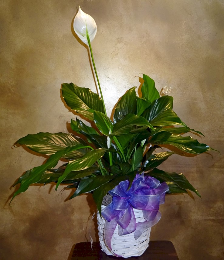 Flowers from Shaun, Angel, and Sherrie