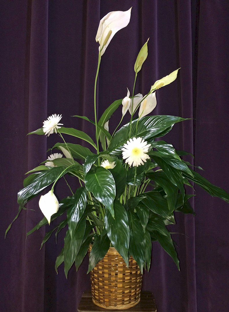 Flowers from Ozanne Families - Melody (Walker), Faye (Chambliss), Lee, Gayle, Wendy (Brotherton)