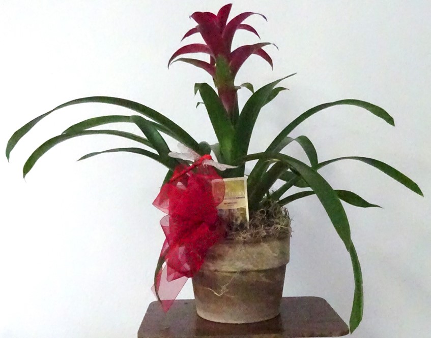 Flowers from Joseph Welsh Family