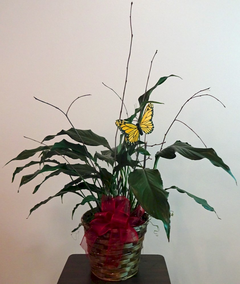 Flowers from The Dave Custis Family