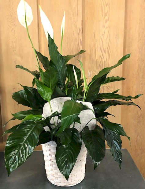 Flowers from Shantel and Mitch Krebs