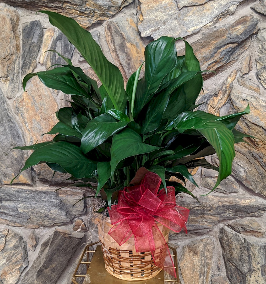 Flowers from Carolyn Stansberry
