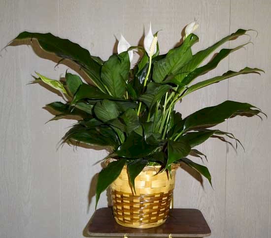 Flowers from The Residents and Staff at Prairie View Care Center