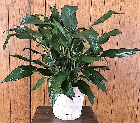 Flowers from Dakota Country Pharmacy