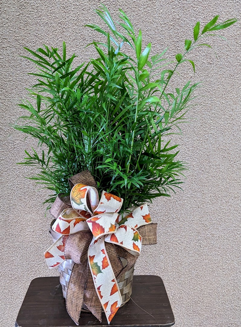 Flowers from City of Wall
