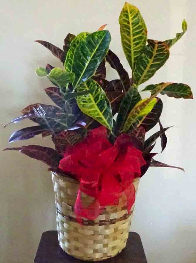 Flowers from The families of Mary Henderson-Krueger and Lori Henderson-Zuezmann