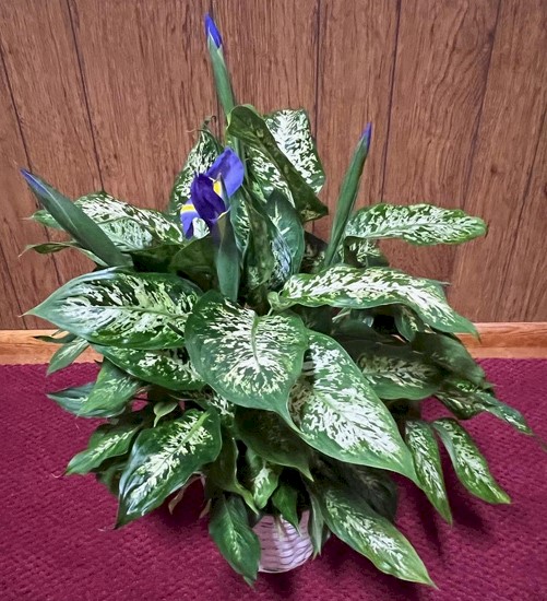 Flowers from Diana Coller