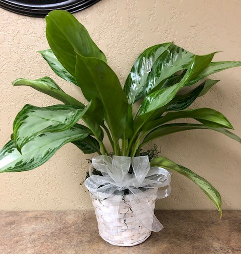Flowers from Kadoka Nursing Home
Residents and Staff