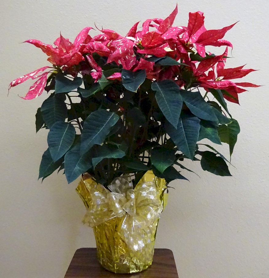 Flowers from Theresa Rutjers Family and Shirley (Epperly) Bockman