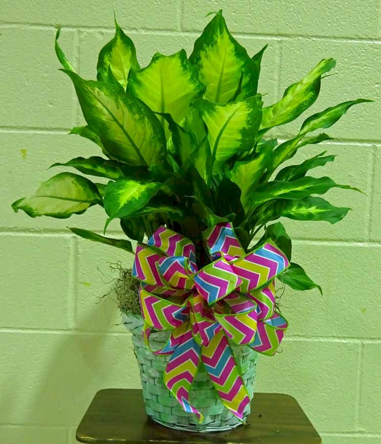 Flowers from Tom and Shelia Trask