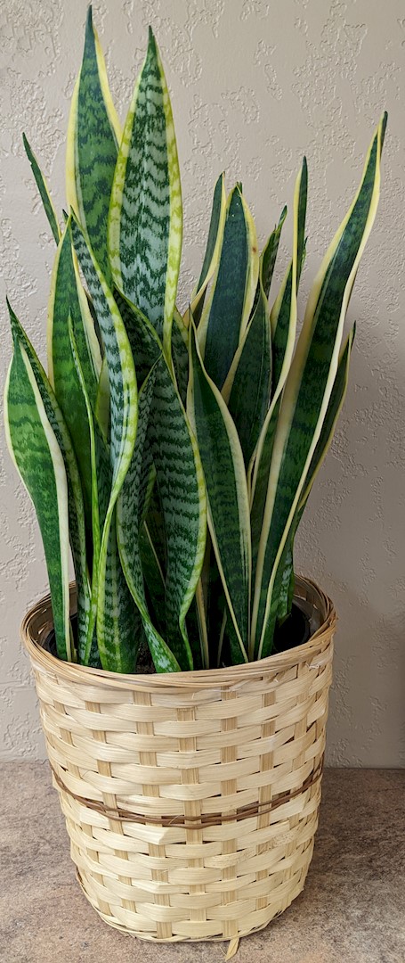 Flowers from Charlotte Sugden-Goss