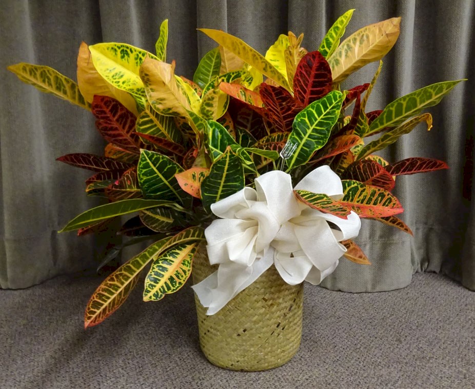 Flowers from Lightenburgs, Oliviers, and Jan & Jack
