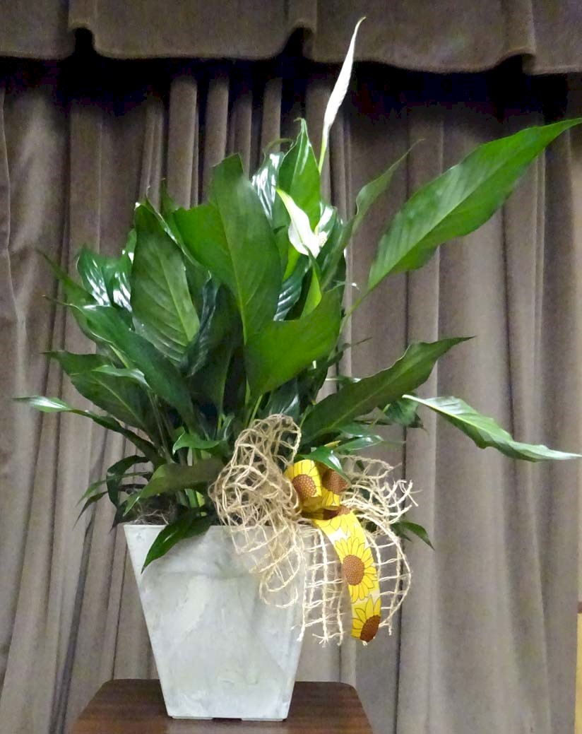 Flowers from Gary and Jody Luke
Scot and Laurie Pedersen