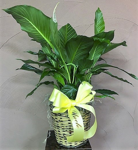 Flowers from The Paulson Family