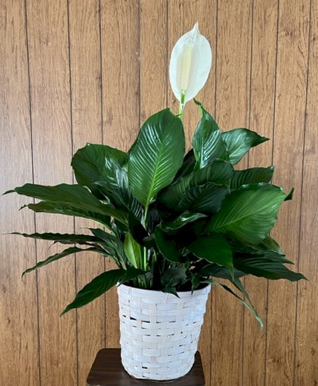 Flowers from The Rodgers and Verschoor Families