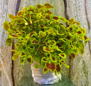 Flowers from Mike and Shar Moses
