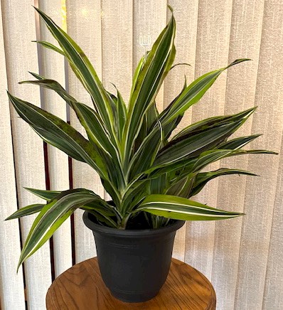 Flowers from City of Wall