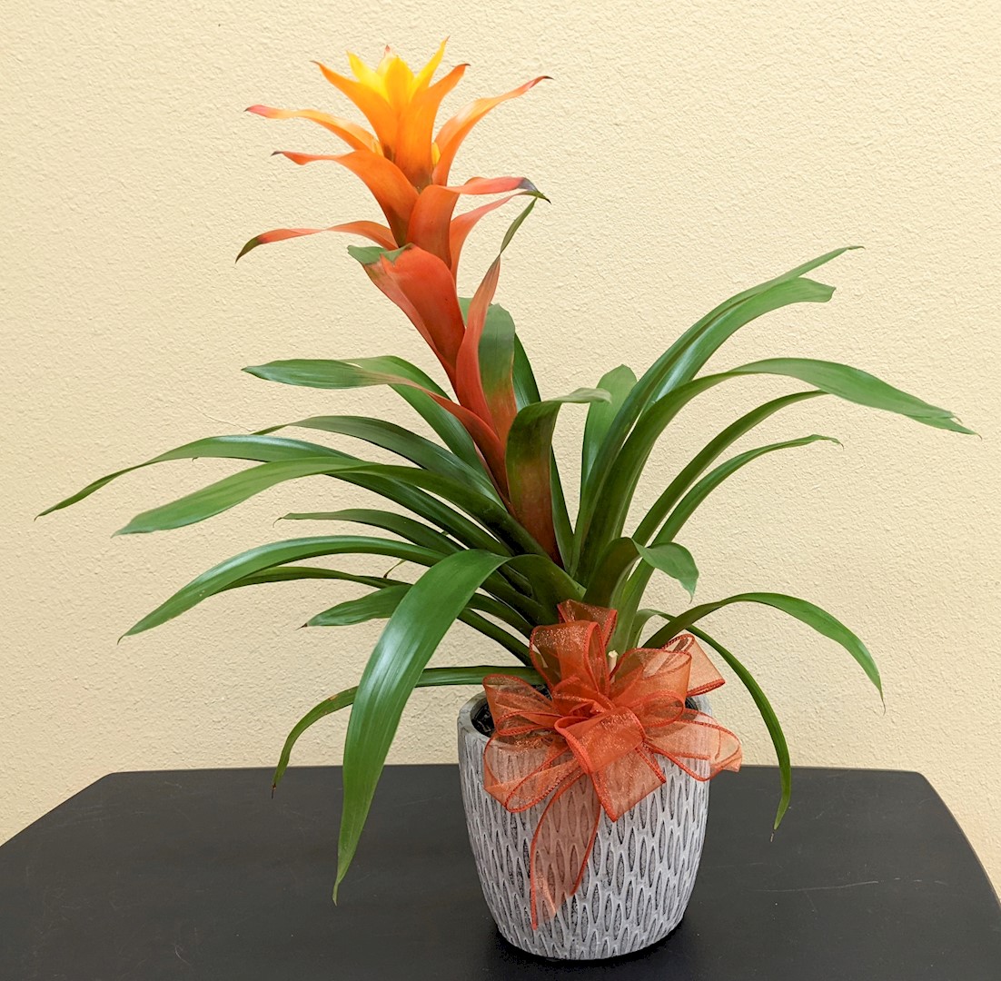 Flowers from Kay Baugus
