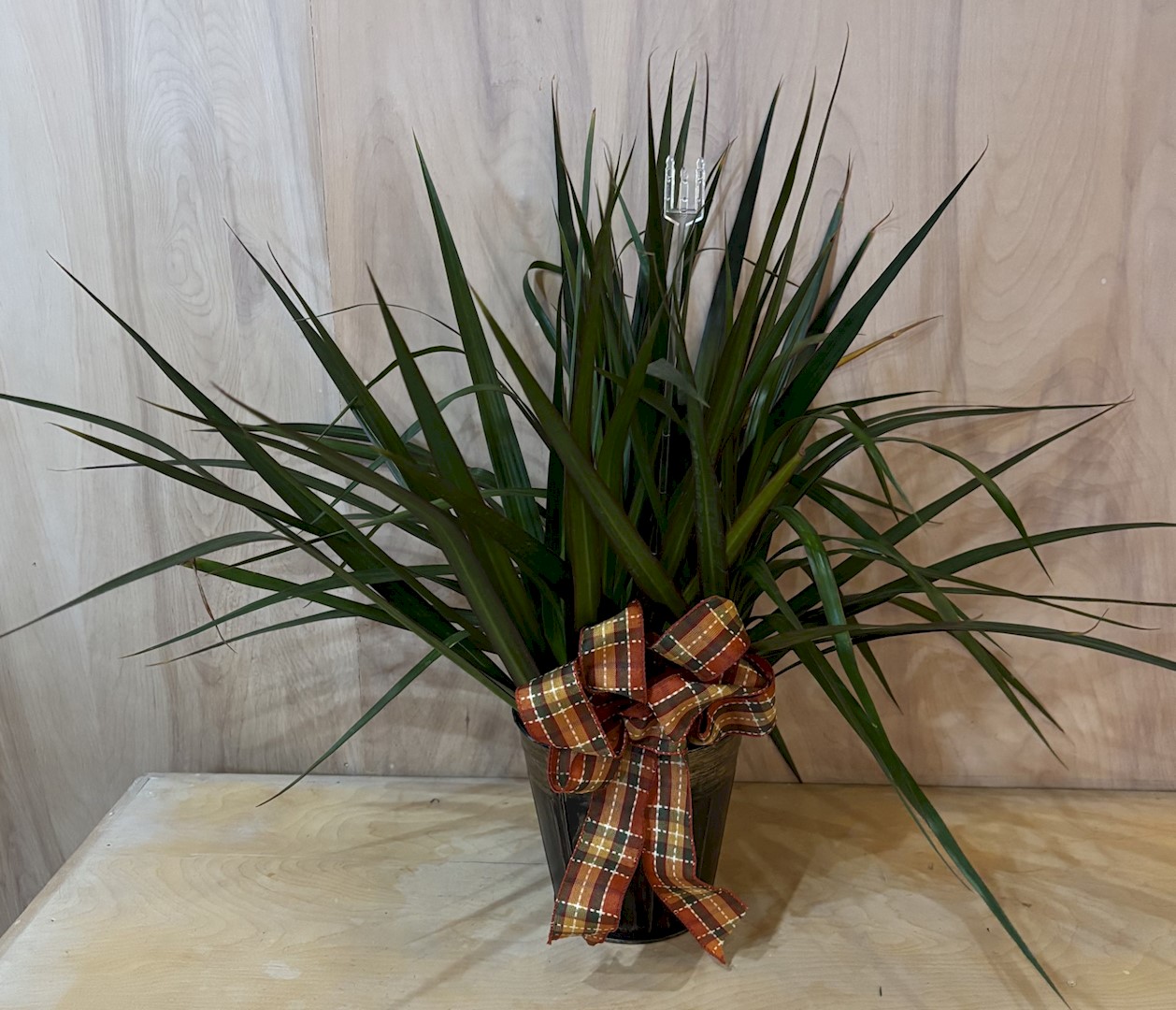 Flowers from First National Bank: Shawn, Blaine, Caroline, Sara, and Sherrie