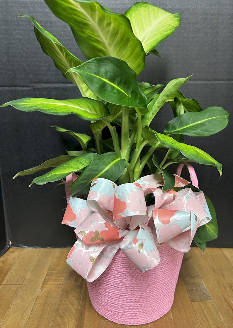 Flowers from Wall School