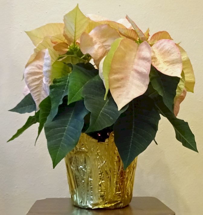 Flowers from Dakota Country Pharmacy