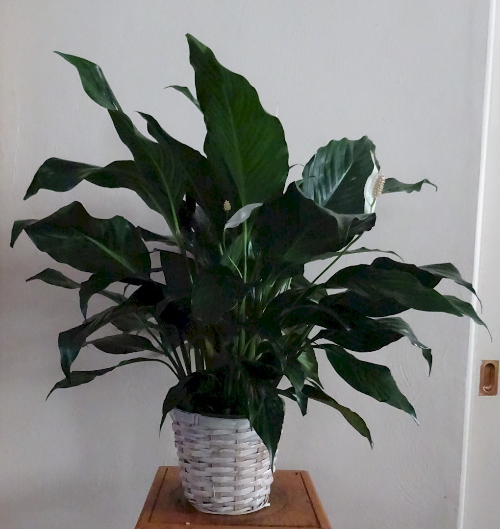 Flowers from Lonny and Carrie Johnston and Family