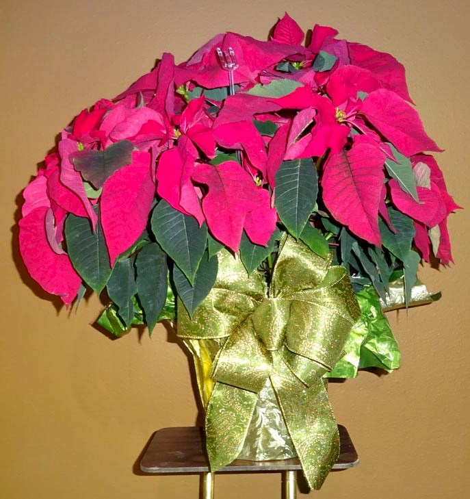 Flowers from Butch and Ann Kitterman and Families