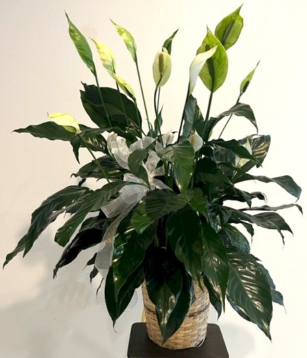 Flowers from Your sisters: Diana and Judy; and brother: Dan and his wife Diane