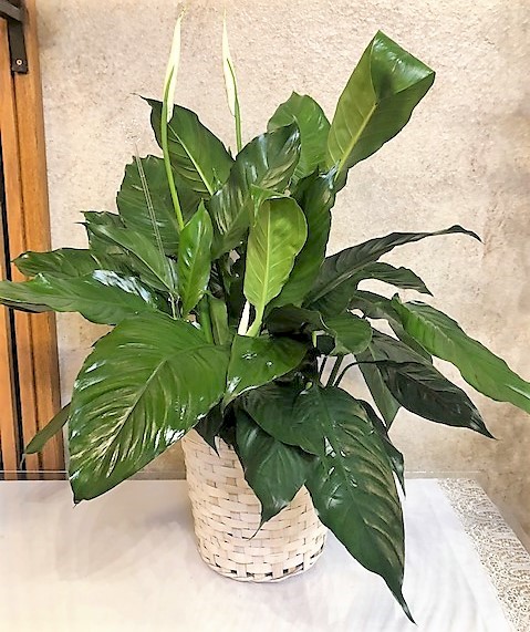 Flowers from Scotchman Living Center Team