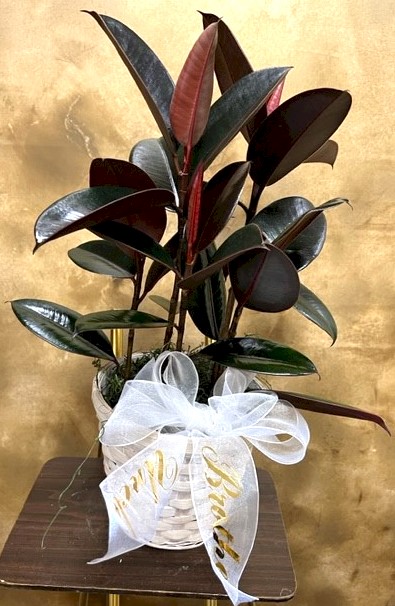 Flowers from Family - "Brother" "Uncle"