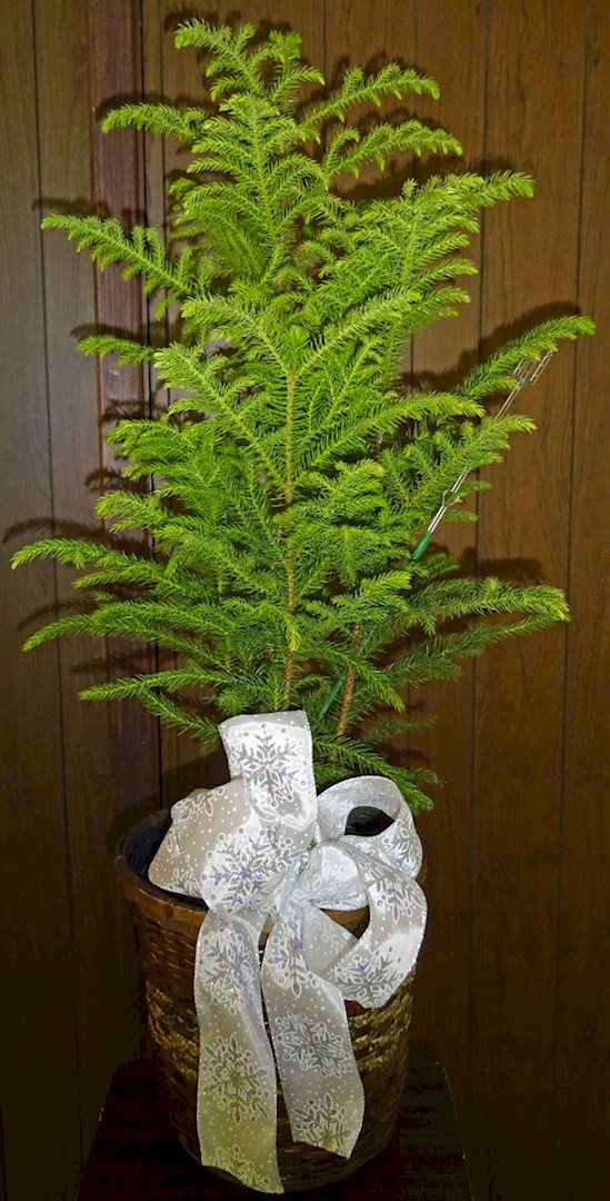 Flowers from Mark and Tammy Carlson and Family - Discount Fuel, Kadoka Oil, and Employees