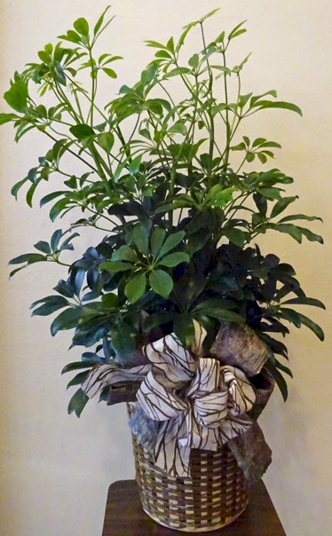 Flowers from West Central Electric