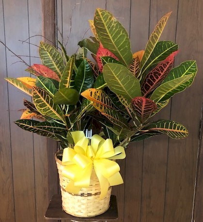 Flowers from Troy, Beth, and Riley Eisenbraun