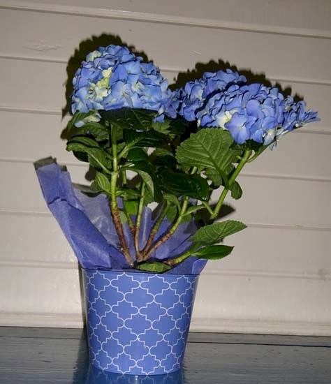 Flowers from Larry, Meghan, Bryce, Andrew, Erik & Ian Anderson