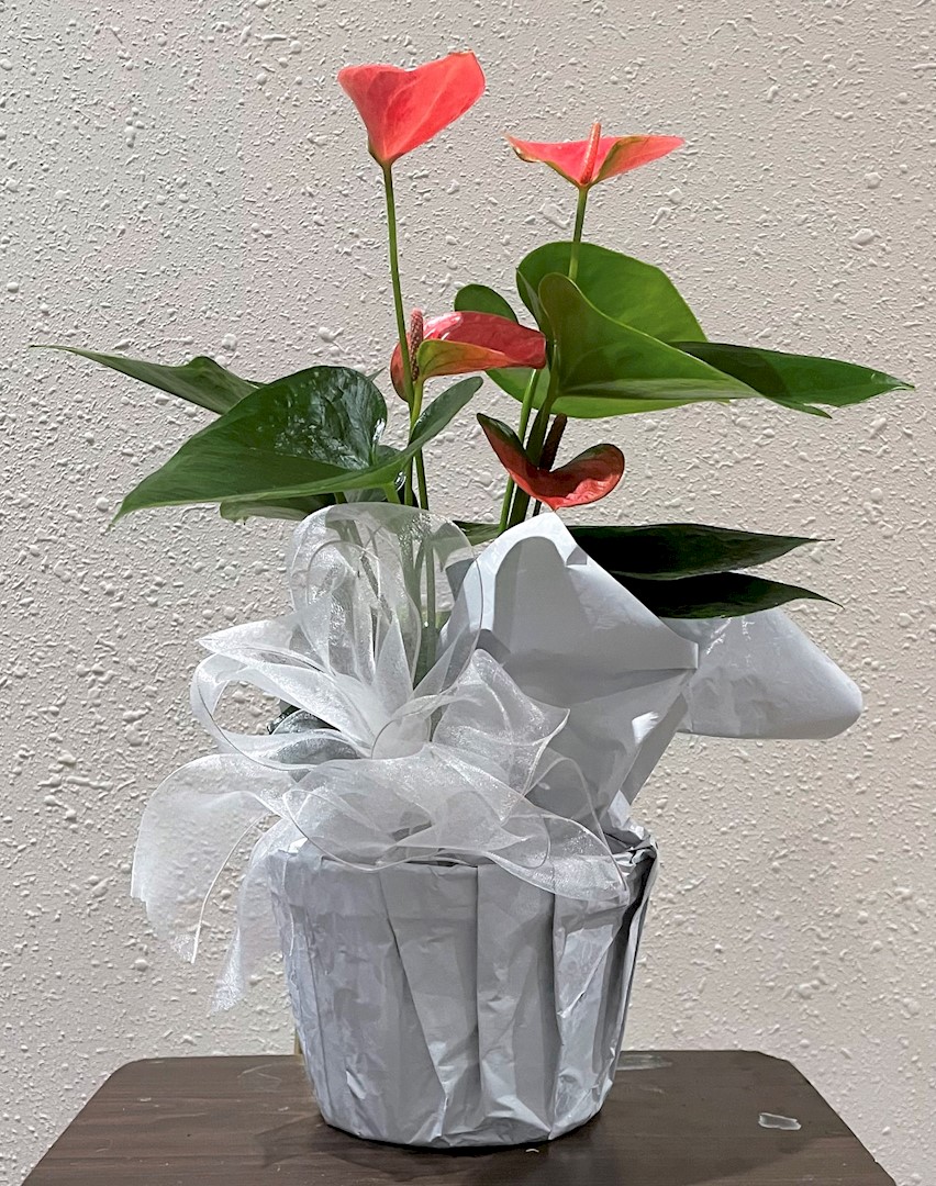 Flowers from Dakota Country Pharmacy
