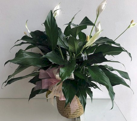 Flowers from Stulken, Petersen, Lingle, Walti & Jones LLP
