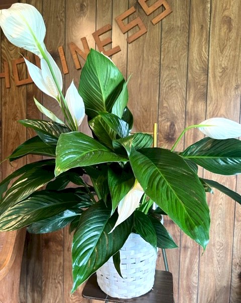 Flowers from Charles and Shirley O'Bryan Family