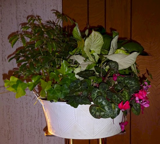 Flowers from Letoy Brown and Family