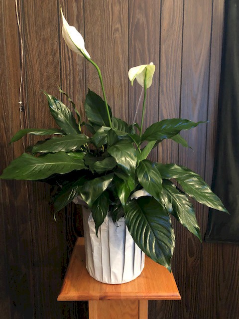 Flowers from The Sunday School Families