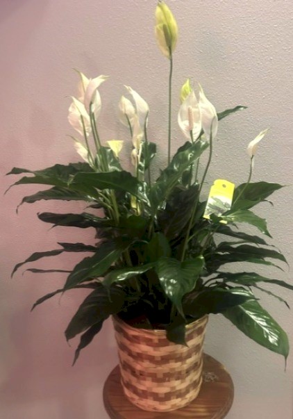 Flowers from Patty Kjerstad; Merlin, Alvin, and Doug and Gale Crown; Dave Fauske; Tom Rameriz, and Families