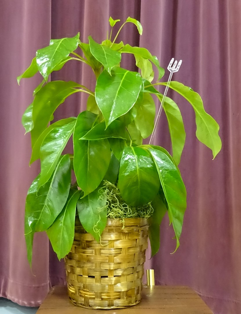 Flowers from Brian and Jamie Koehn and Family