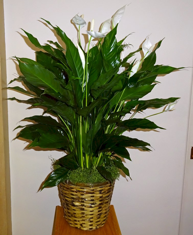Flowers from Rita Barber-Sutton, Todd Stevens & Family, and Troy Stevens & Family