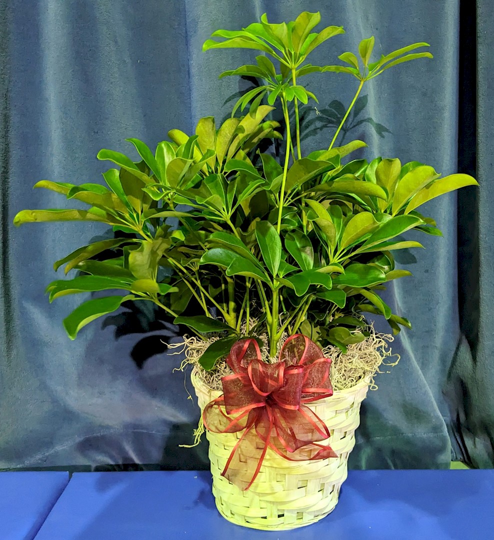 Flowers from Stulken and Petersen