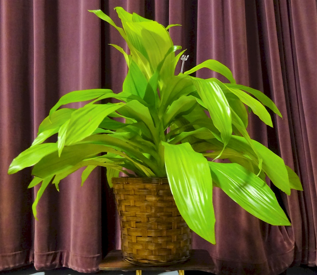 Flowers from Owen, Bonnie, Kassidy, Kwincy, Josh, and Kyler