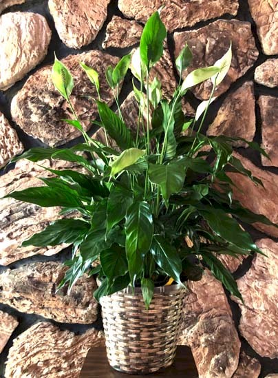 Flowers from Sherry and Family