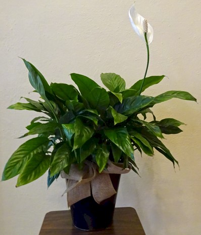Flowers from Sioux Falls Federal Credit Union