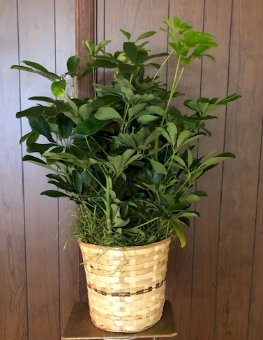 Flowers from Mark and Tammy Carlson and Families - Kadoka Oil, Discount Fuel, and Employees